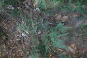 <strong>Pteris ensiformis - Ramon, Laurence - 97</strong><br />© Ramon, Laurence